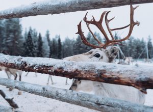 Reindeer at Luosto Lapland