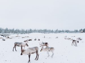 reindeers in the snow